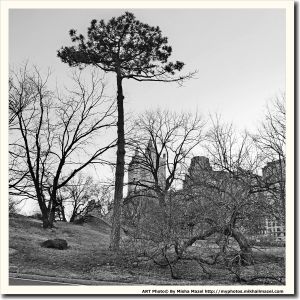 Filename=Frame_SAM_6011_result_sq_bw_web~0.jpg
Filesize=1005KiB
Dimensions=1200x1200
Date added=Apr 17, 2018 Frame_SAM_6011_result_sq_bw_web~0.jpg